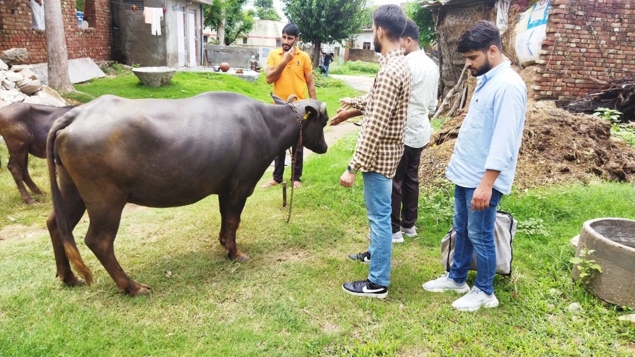 FREE ANIMAL TREATMENT DONE AT VILLAGE- DAMBA KA BAS CHOMU